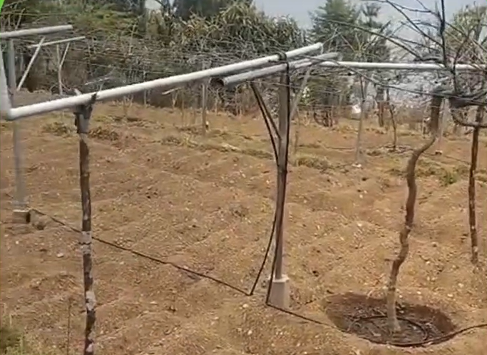 Nepal-Kiwi