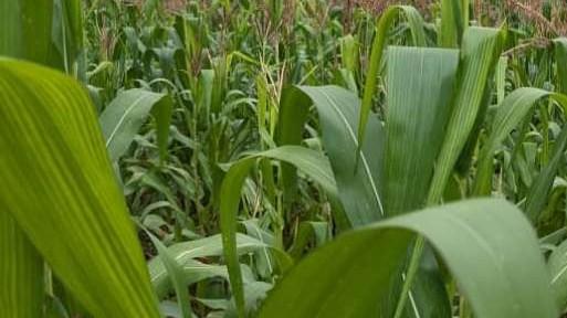 David Kosgei on his farm in Kenya