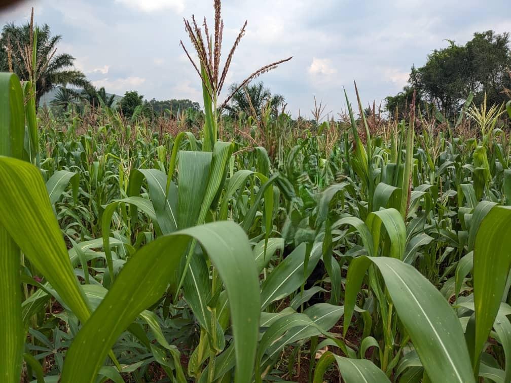 Maize production across Africa