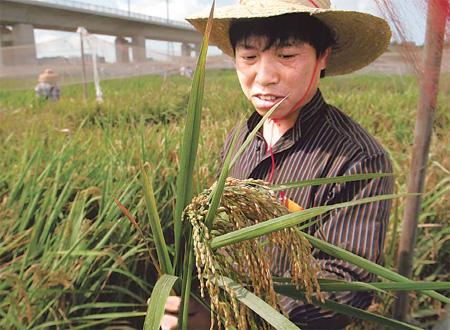 China Moves Forward on Biotech Crops