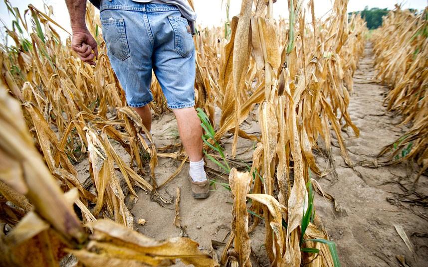 The Russian Wheat Crop and the World Wheat Market