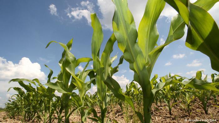 Global Diffusion of Plant Biotechnology