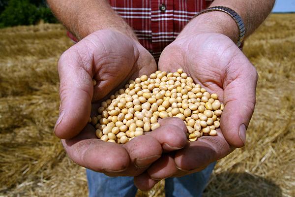 To use or not to use... The Biotech opportunity every farmer should have