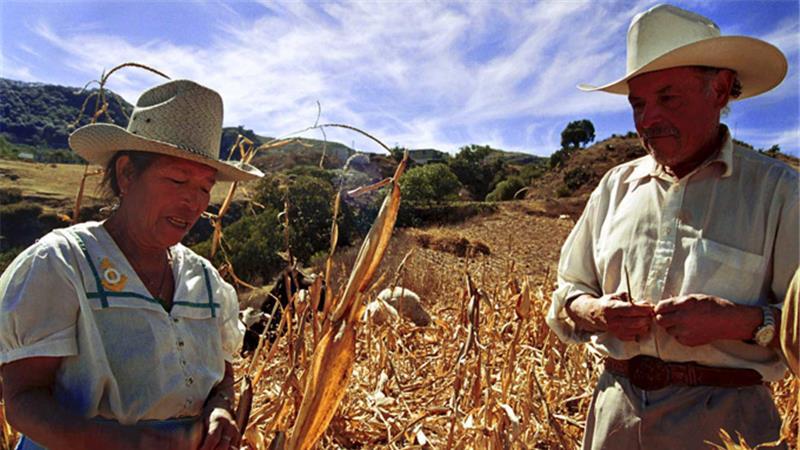 The Mexican Corn Market