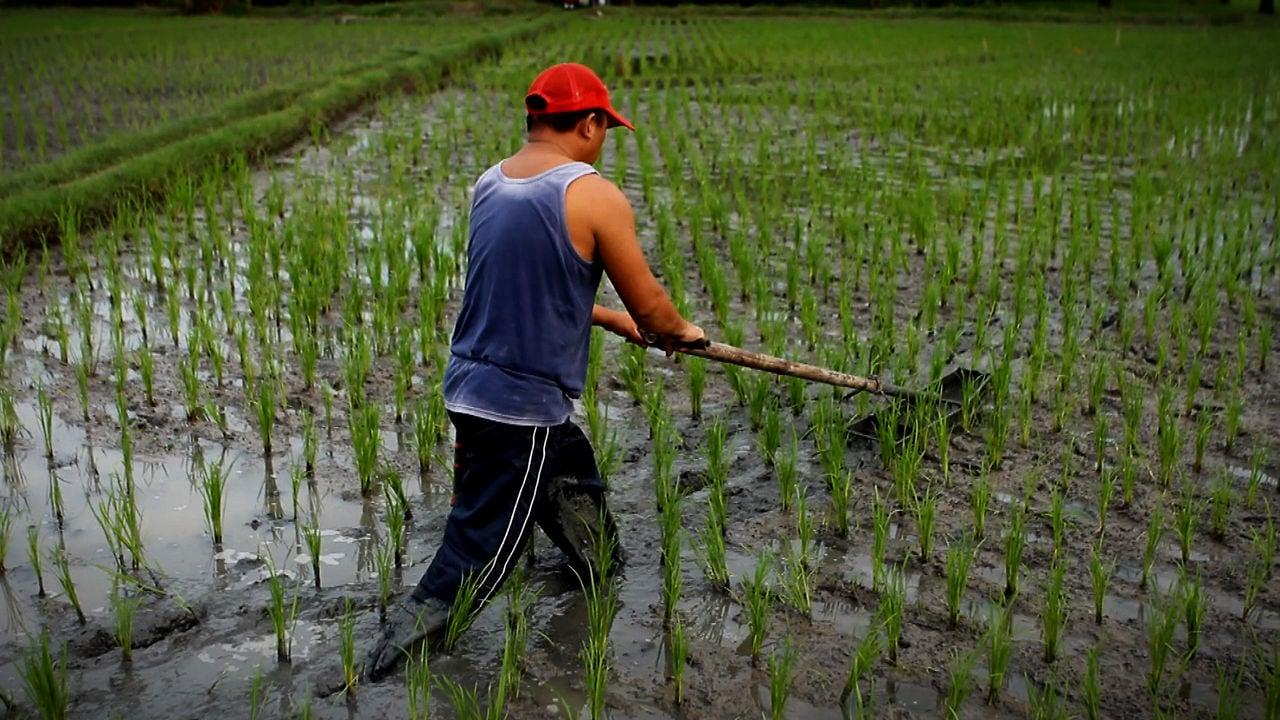 Chinese Subsidies for Agriculture