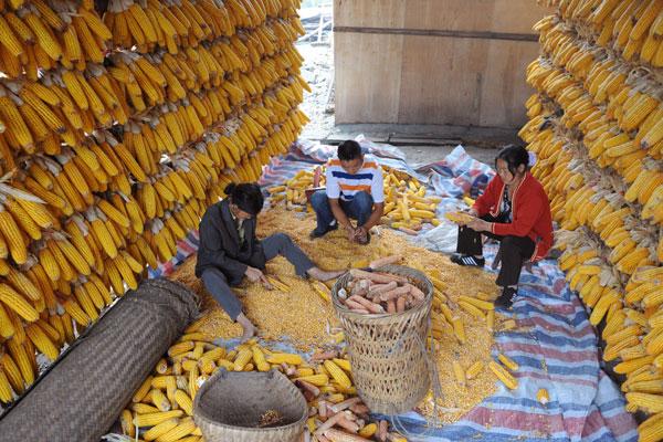 Chinese Corn Production, Consumption and Trade