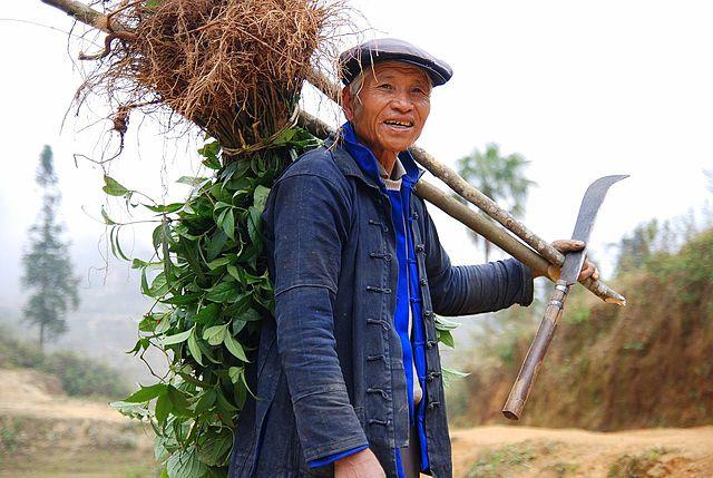 Productivity of Biotech Crops in Developing Countries