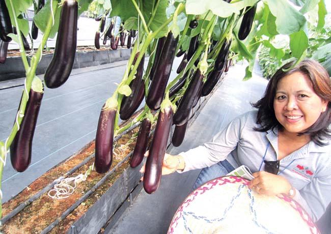 Philippines Eggplant Project Delayed