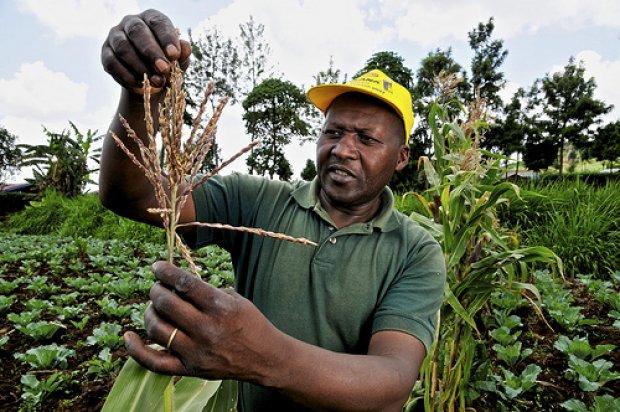 A Smallholder Farmer's Quest: Produce More Food For More People