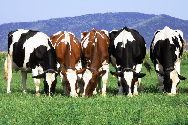 U.S. Dairy Farmers Choose to Compete in Export Markets