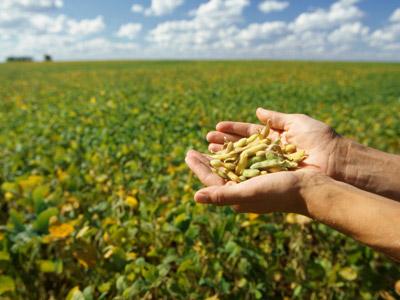 The Global Biotech Crop Revolution