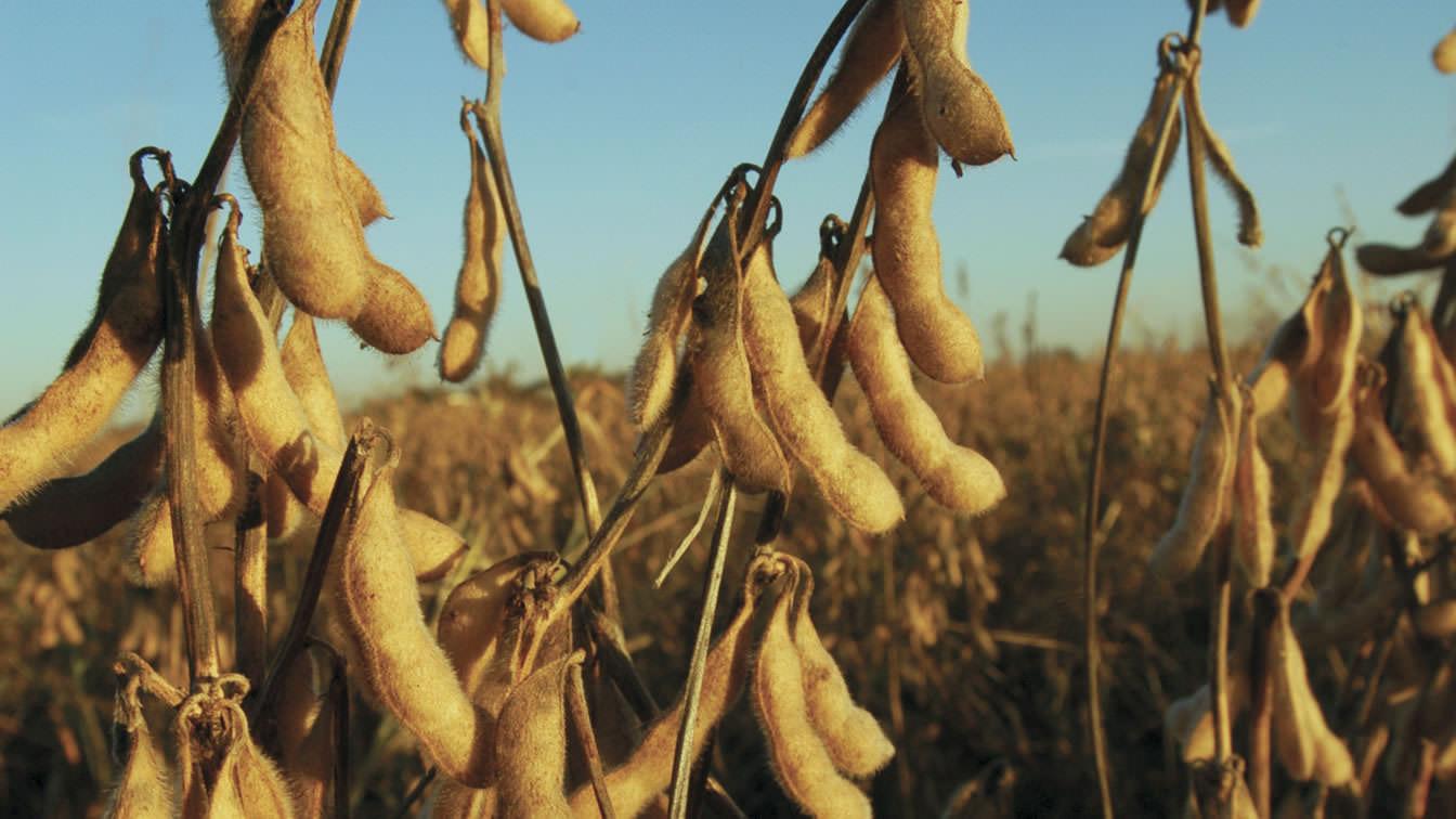 Amazing Soybeans: In Space and at Home