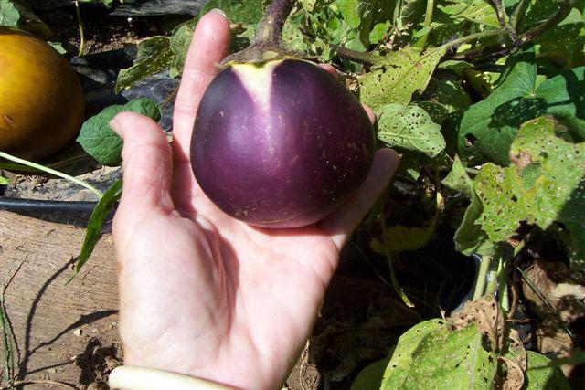 GM Crops: Engine of Economic Mobility