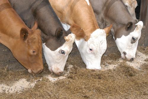 EU Regulations of Biotech Feed Imports