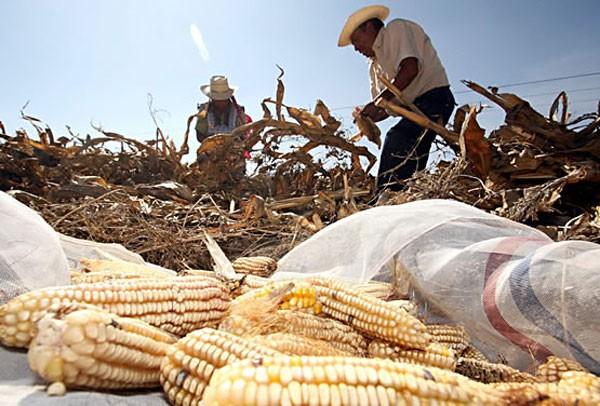 Mexican Frost Damage, Corn Imports and Food Security