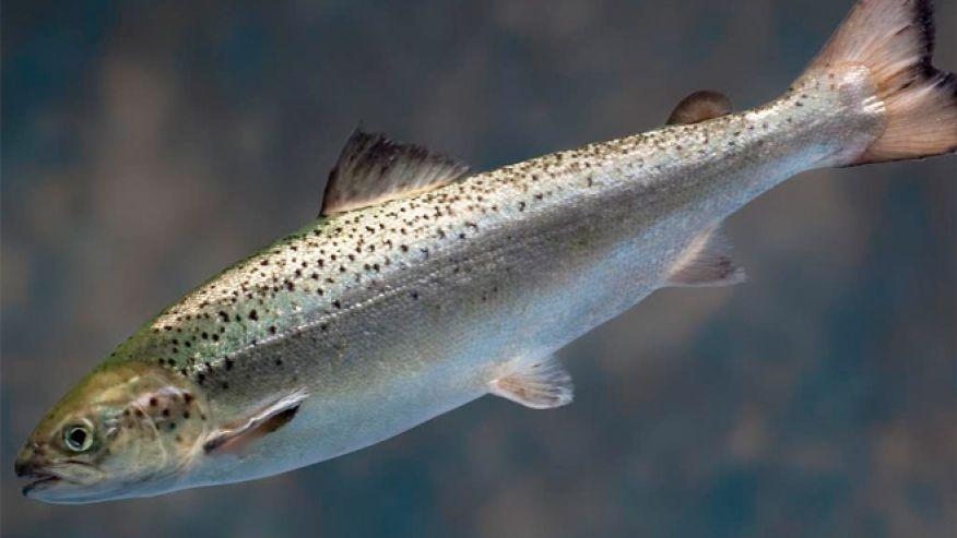 Safe Salmon