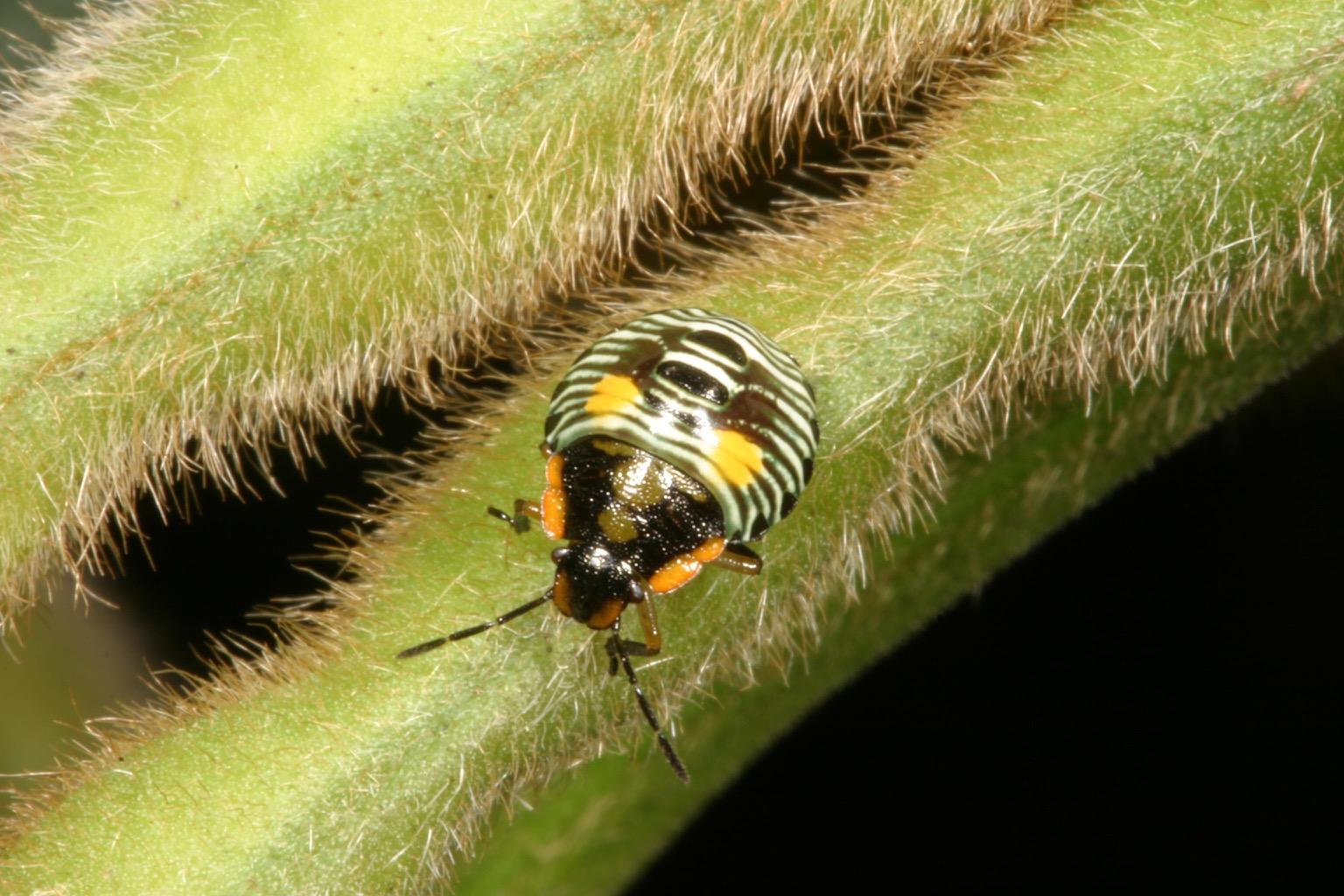 Using New Technology to Fight Old Pests