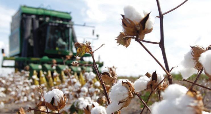 Brazil Cotton Case Requires U.S. Leadership