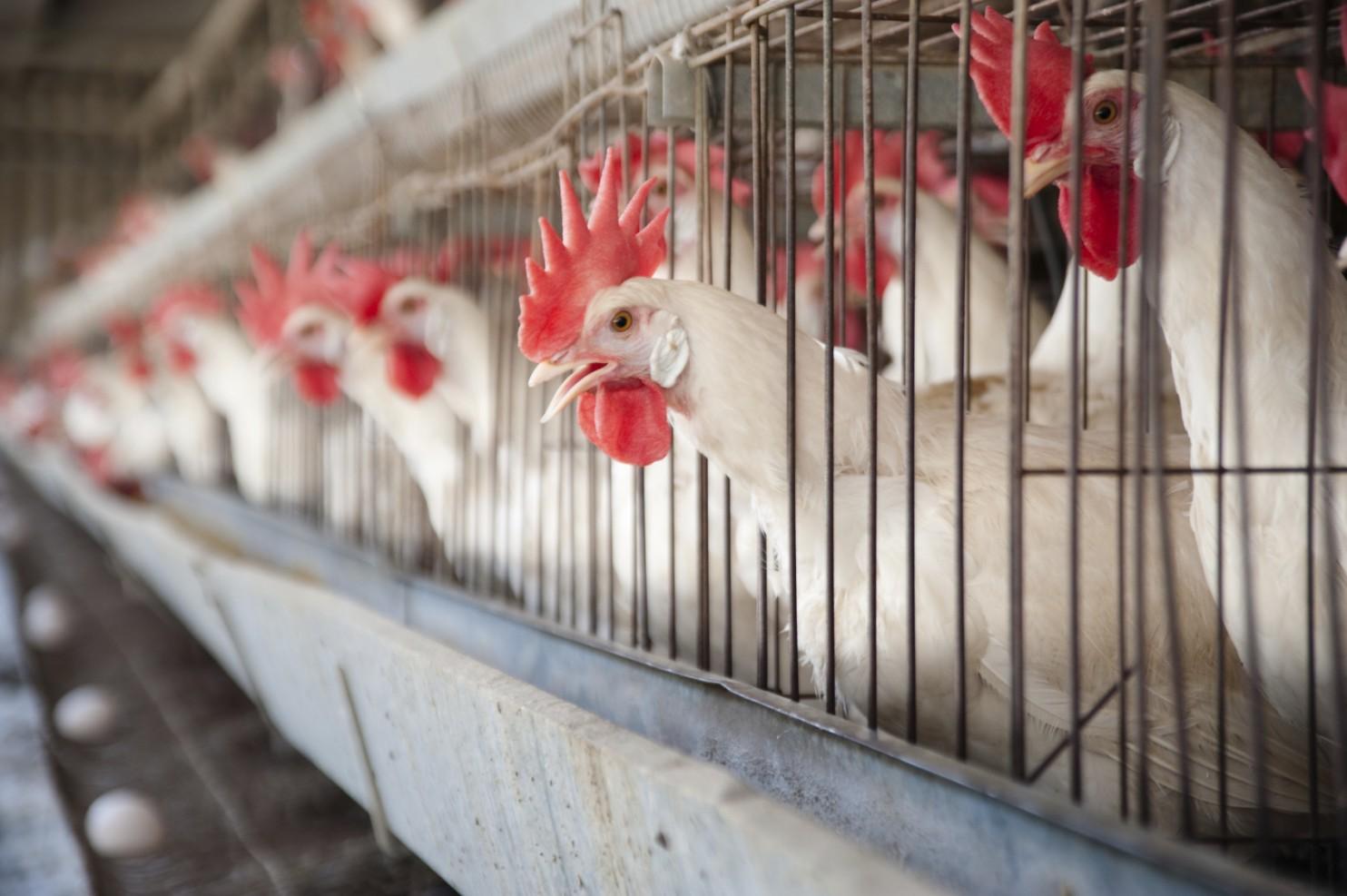 Wanted: Ethical Treatment of Livestock AND Producers