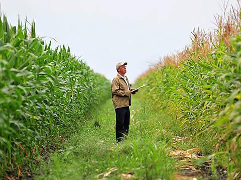 Biofortification – Feeding More Better