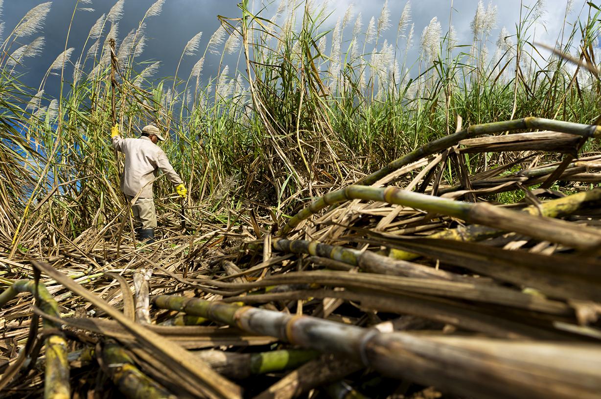 U.S. Sugar Trade Policy in a Tight World Sugar Market
