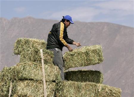 Biotech Alfalfa Environmental Impact Statement