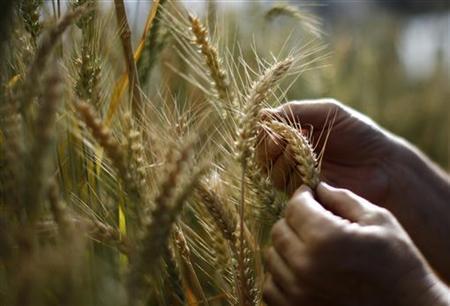 Changes in Wheat Breeding in the U.S.