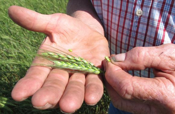 Searching for the `real` story on biotech Wheat