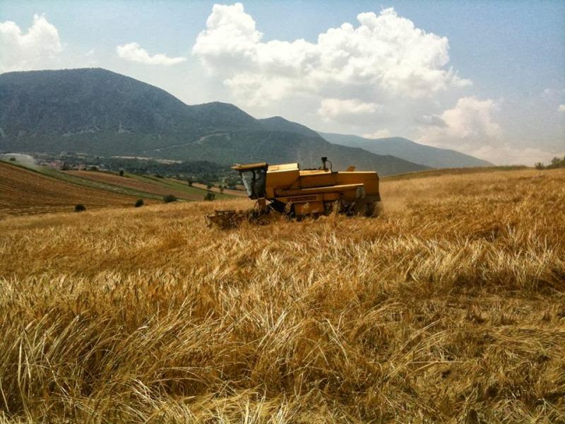 Reality Check from Wheat Country