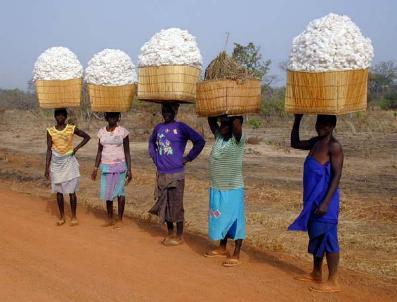 Biotech Cotton in Burkina Faso
