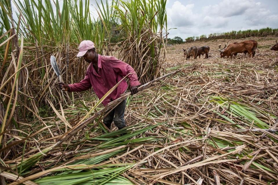 Trade Policy Lessons from the U.S. - Dominican Republic Dispute Over a Tax on High Fructose Corn Syrup