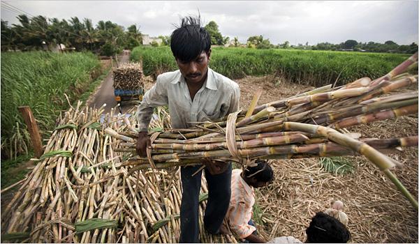 India Domestic Sugar Policies and International Trade