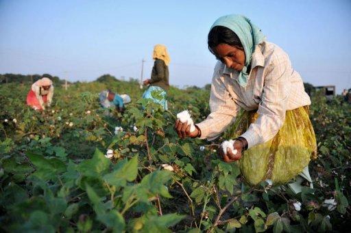 Indian Cotton Export Controls and Cotton at a $1.25 per Pound