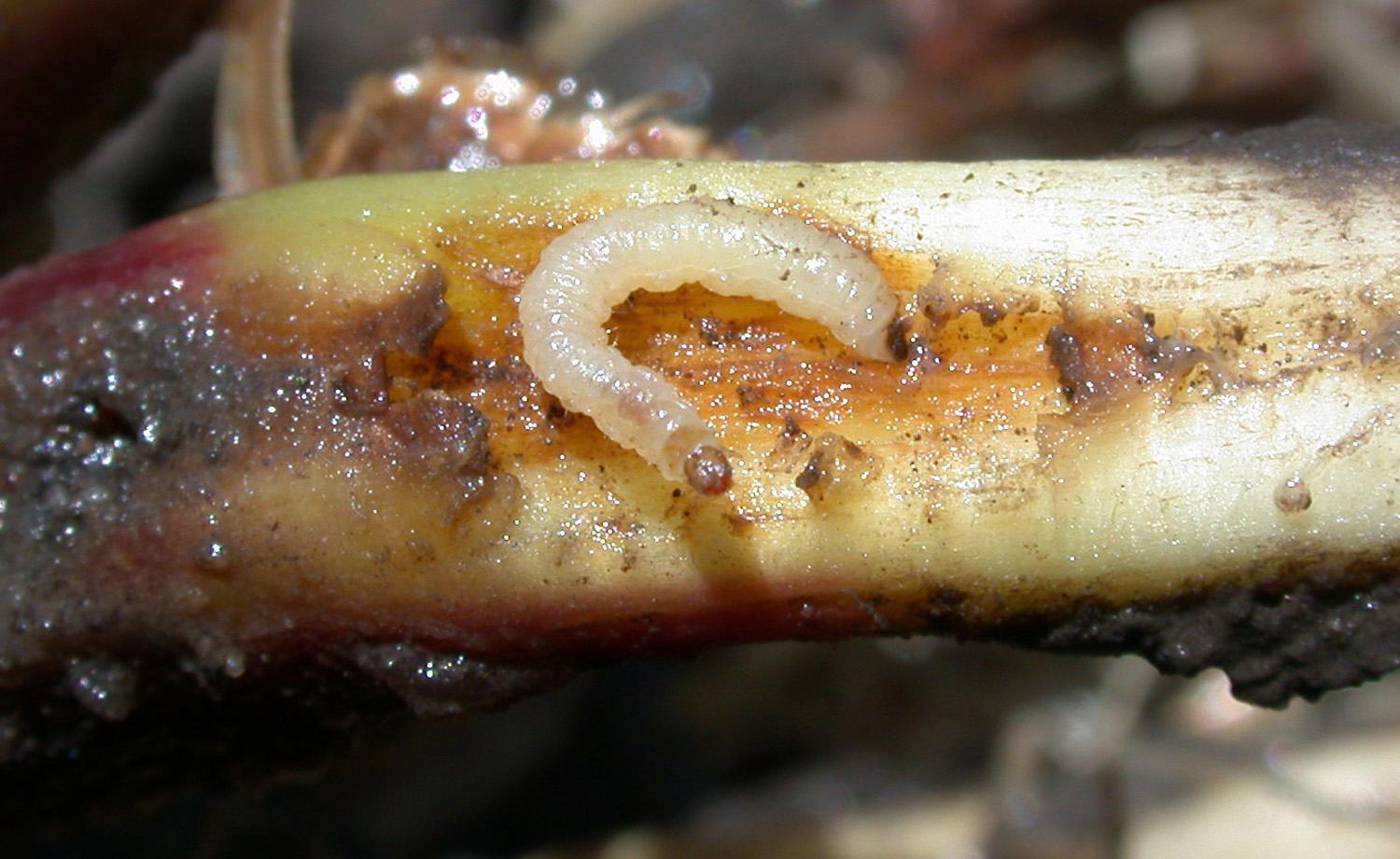 Biting the "Billion-Dollar Bug" Back