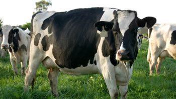 Enjoying US Beef with Confidence