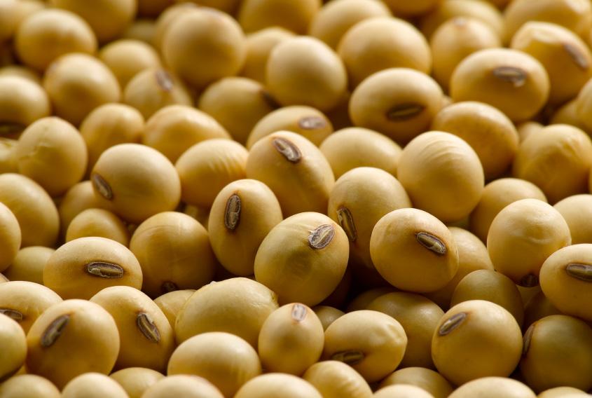 Argentine Government Policy Drives Soybean Market