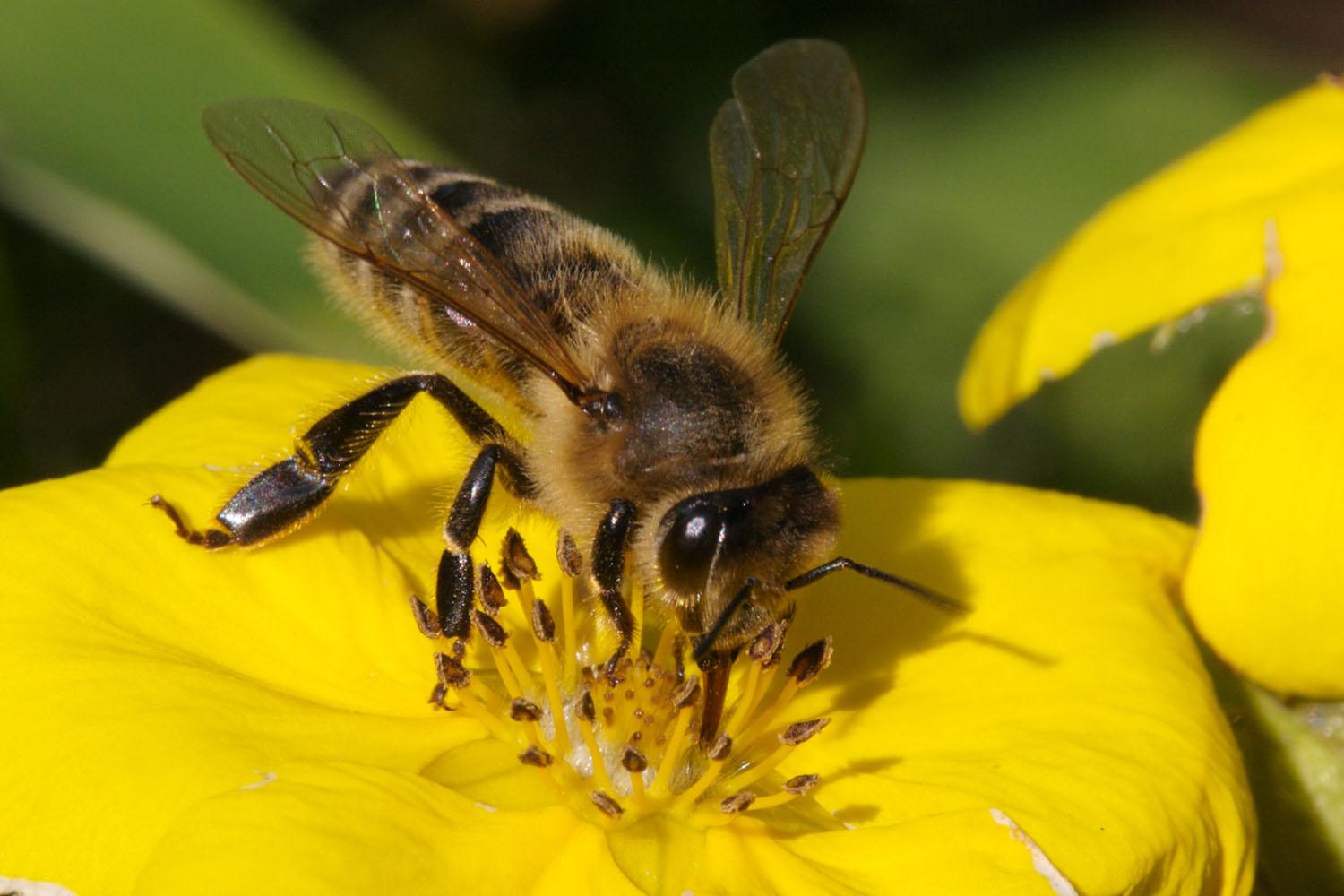 Bees are an Essential Resource