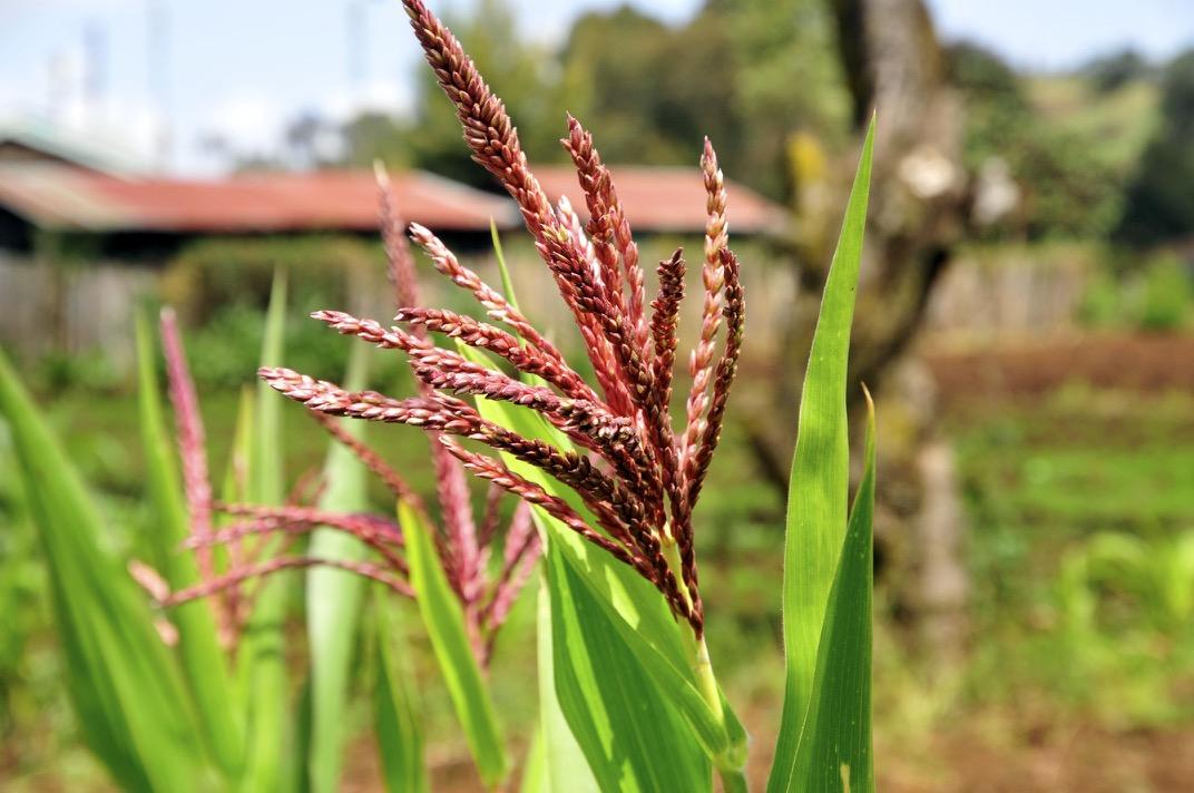 It is Time for Kenya to Plant the First Biotech Crop Acre