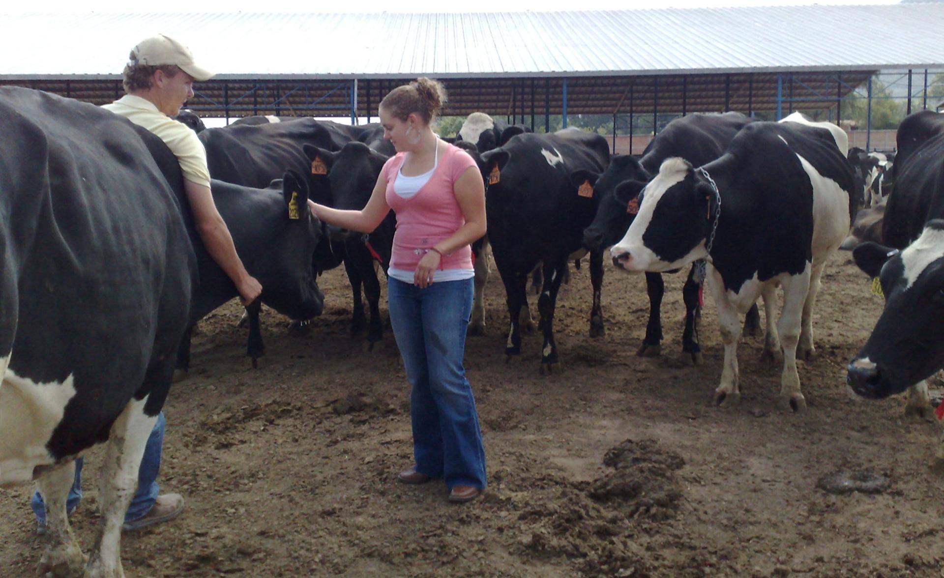 Sustainable Farming Practices, Dairy Farm In Mexico