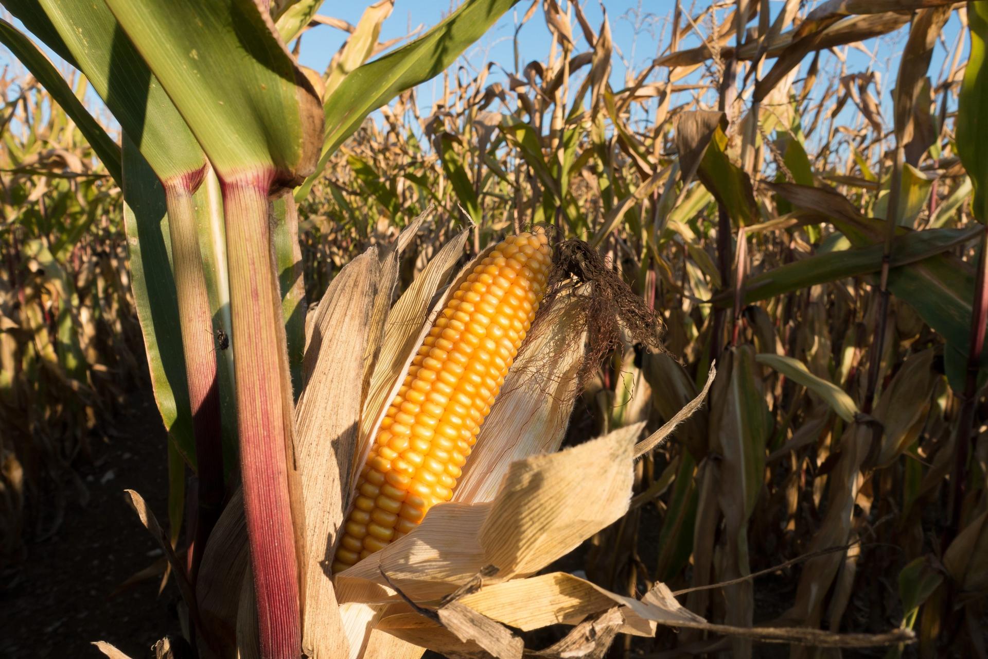 A Kenyan Farmer Makes the Case for the Commercialization of GM Maize