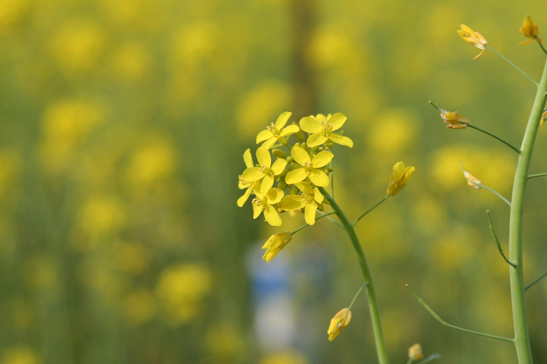 India Will Benefit from Commercialization of GM Mustard
