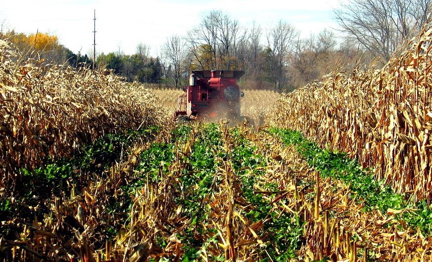 Consider the Case of Cover Crops