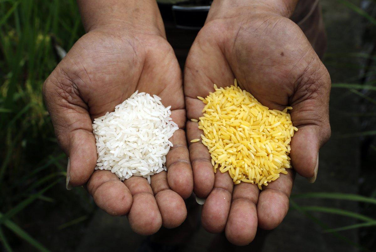 Golden Rice Approval Needed to Produce a Life-Changing Staple Food