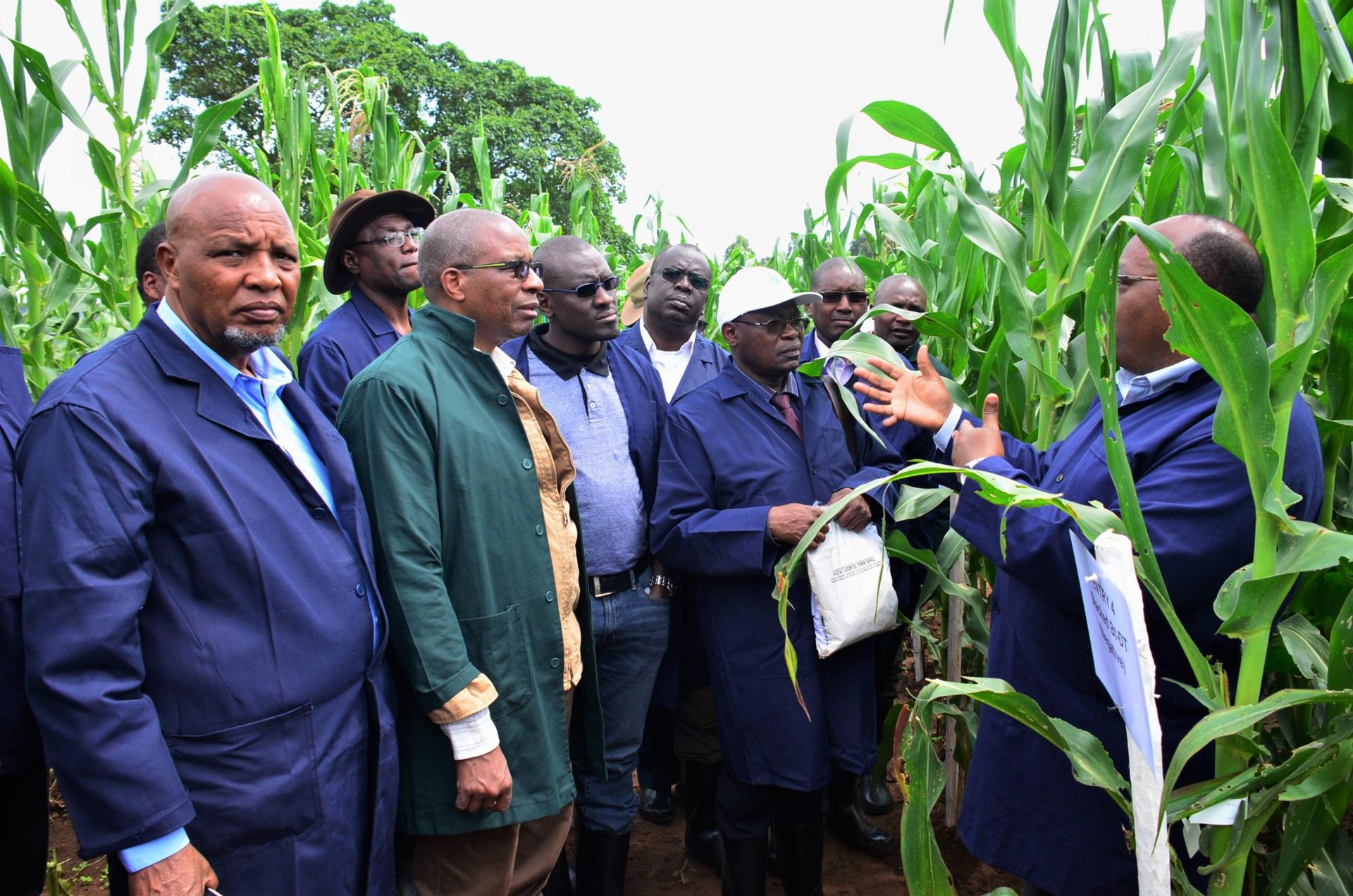 What If Africa's Farmers Had Access to Needed Seed Technology?