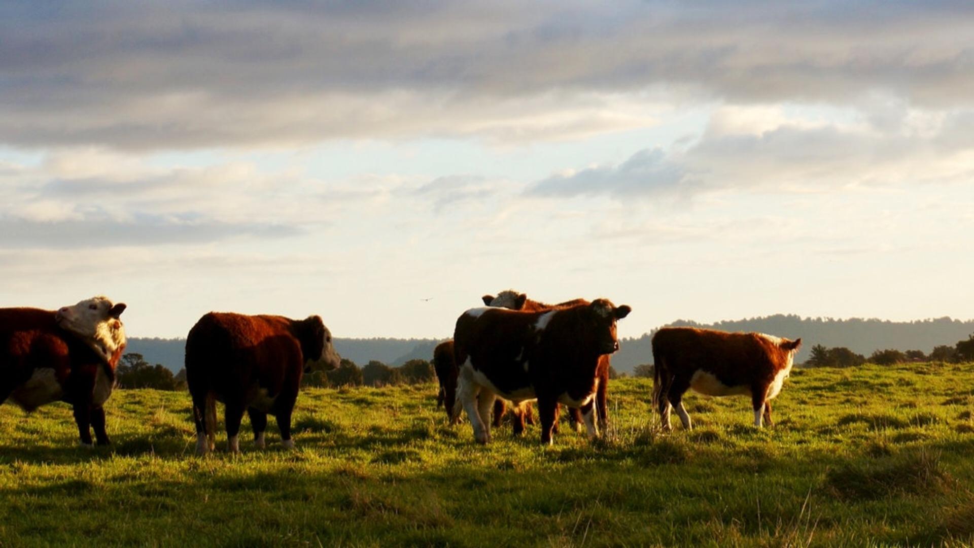 Trade Critical for US Beef Producers