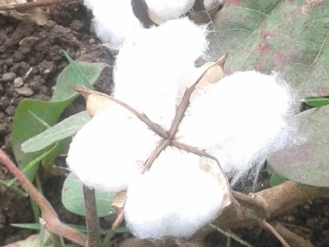 Sharing the Australian GM Cotton Story of Environmental Progress
