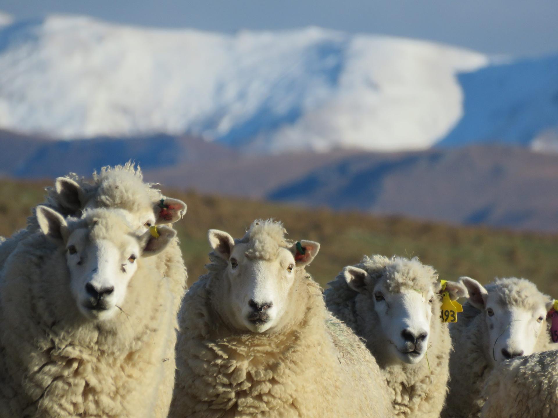 Farmers Tell Their Stories to Reduce the Damage of “Factose Intolerance”