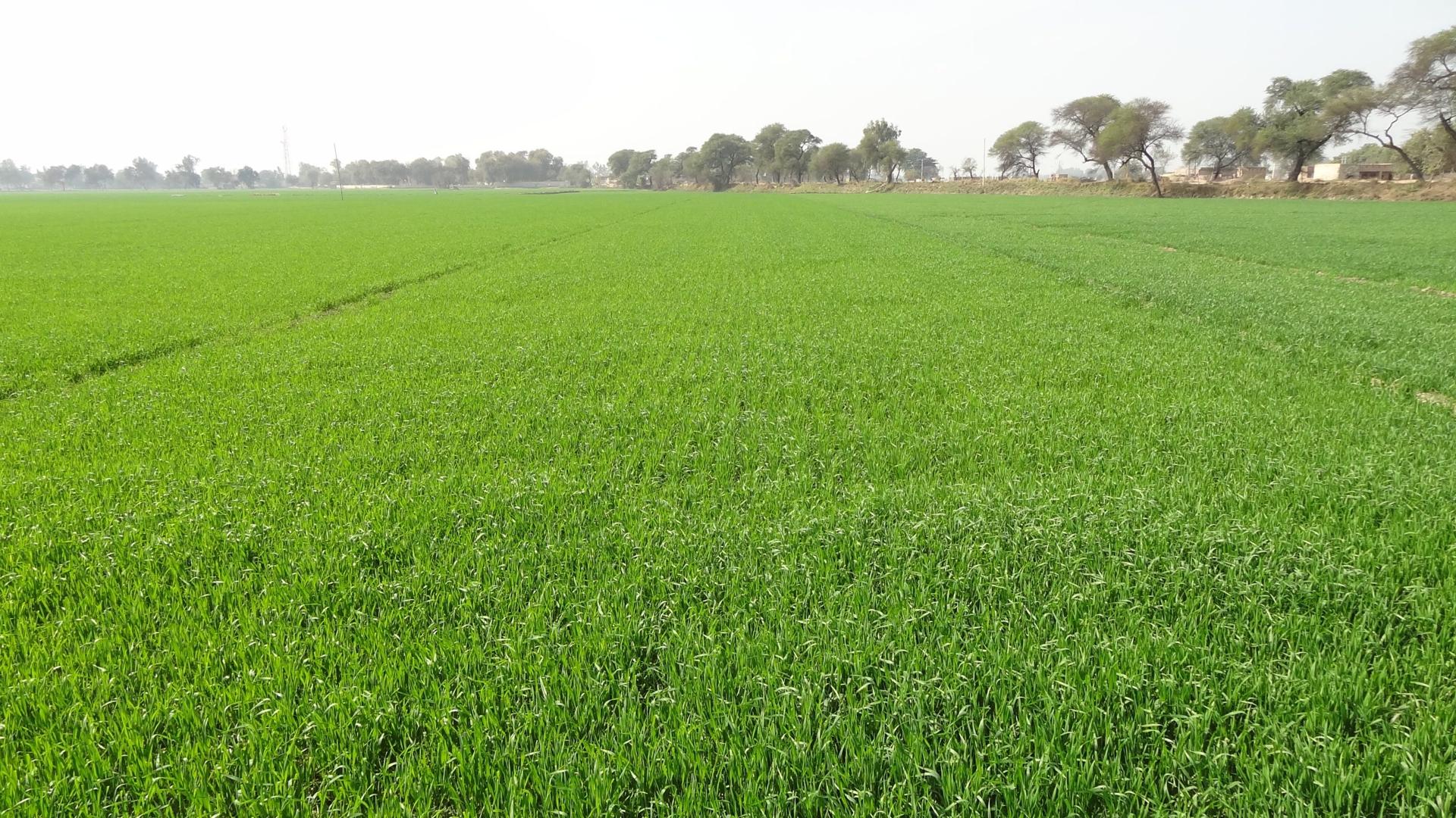 India: GFN Farmer's Daughter and PhD Student