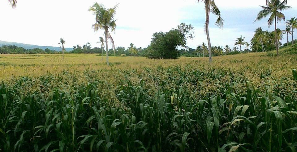 An Island Farmer’s Perspective: Technology Matters