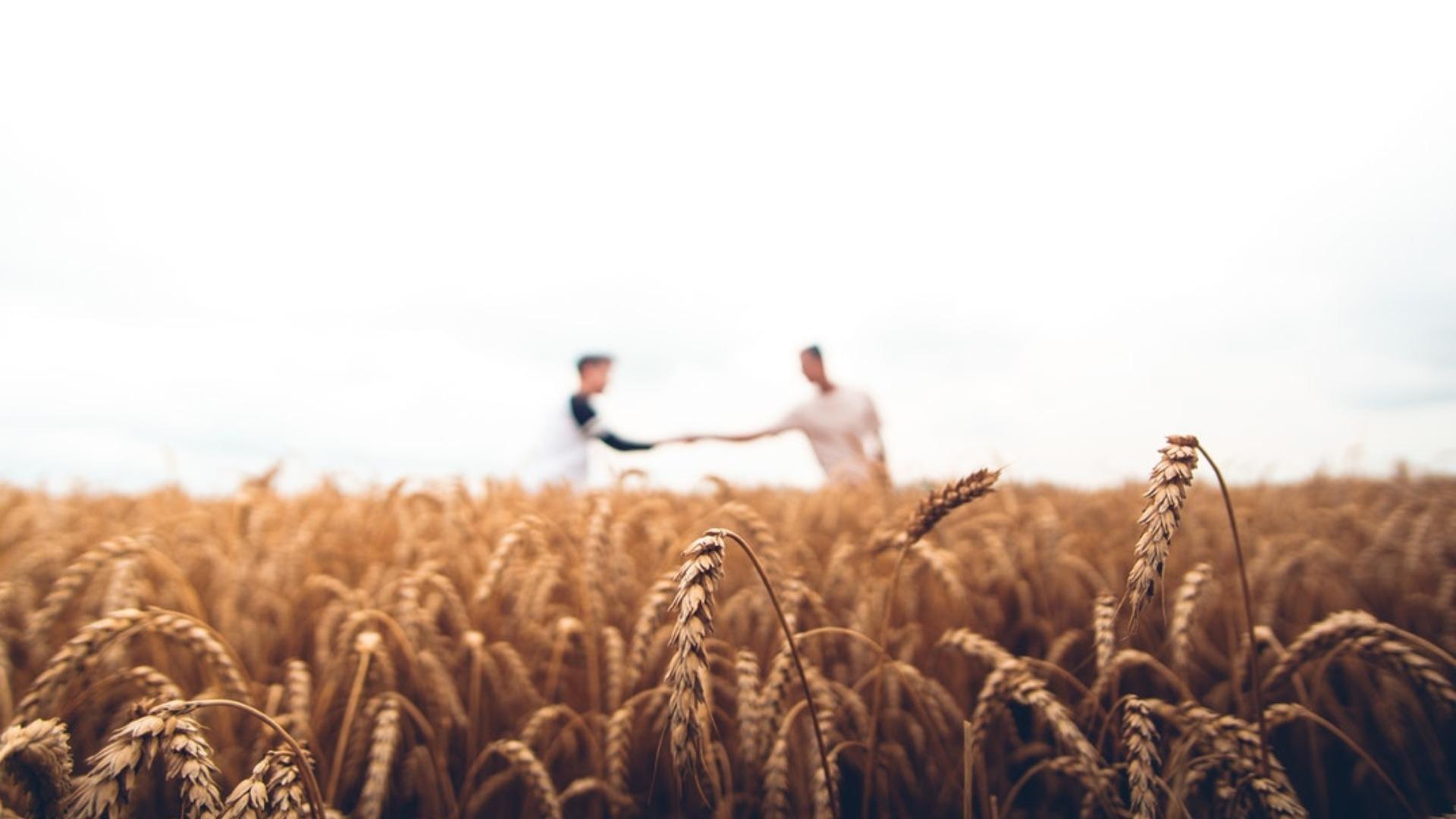 The Future of Drought-Tolerant Wheat is Near